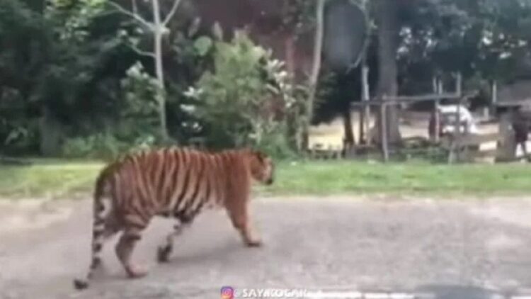 Video Harimau Tiba-tiba Muncul di Jalan Bikin Warga Ketakutan Viral 1 Video Harimau Terlepas di Jalan Bikin Warga Kocar-kacir (Instagram/say.kocak)