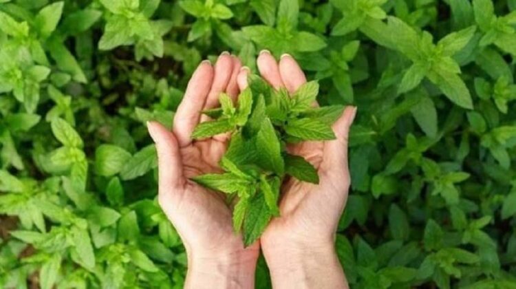 ilustrasi daun mint. (net)