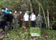 Dua Ekor Kukang yang Diperdagangkan, Akhirnya Dilepasliarkan ke Hutan