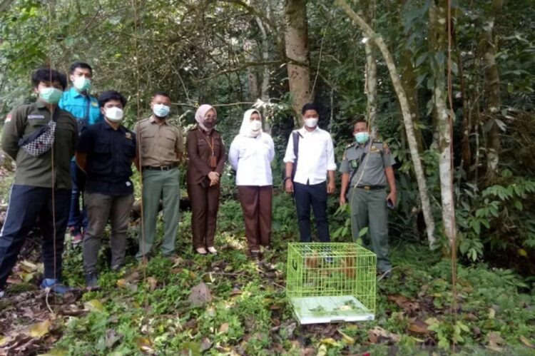 Petugas Resor KSDA Agam, jaksa dari Kejaksaan negeri Agam dan penyidik Satreskrim Polres Agam sedang melepasliar dua ekor kukang, Senin (9/8). (Dok Resor KSDA Agam)