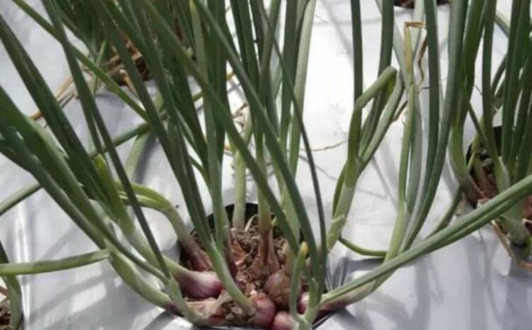 Bawang Merah Sumbu Marapi Tanah Datar jadi Varietas Lokal Unggul 1 Varietas bawang merah Sumbu Marapi di Kabupaten Tanah Datar. Kementan RI menyetujui bawang merah ini jadi varietas lokal unggul. (Antara/Etri Saputra)