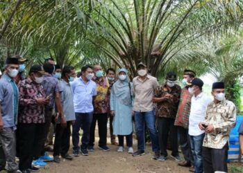 Gantikan Sawit Rakyat Kualitas Rendah, Pesisir Selatan jadi Daerah Prioritas PSR