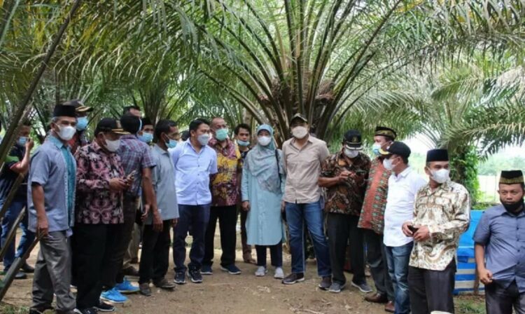 Wagub Sumbar Audy Joinaldy tinjau kebun sawit rakyat di Pessel. (ANTARA / Dokumentasi Adpim Sumbar)
