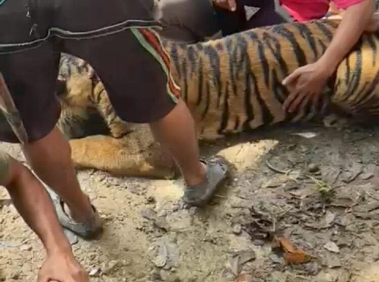 Tangkapan layar di akun Instagram generasi_pasaman diduga Harimau Sumatera minta tolong ke warga karena sakit di Padang Gelugur. (Antara/Septria Rahmat)