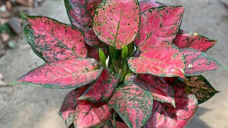 Spesies Aglaonema Merah Satu-satunya di Dunia Hanya Ada di Indonesia 1 ilustrasi aglonema merah. (net)