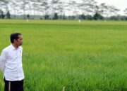 Kementan Tegaskan Penetapan Lokasi Food Estate sudah Pertimbangkan Aspek Teknis