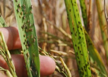 227 Ha Sawah Petani di Agam Diserang Hama Wereng, Begini Antisipasi Dinas Terkait
