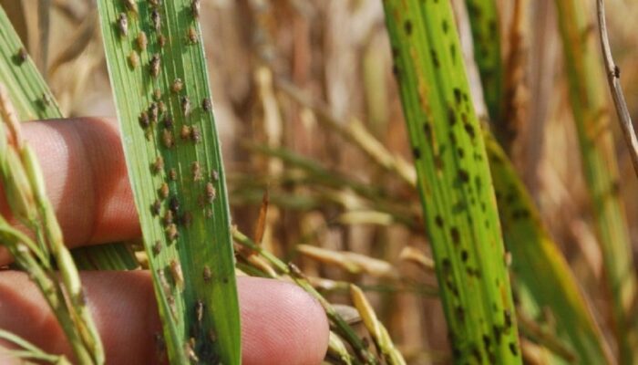 20 Hektare Sawah di Pariaman Diserang Wereng, Tahun Ini Dampaknya lebih Parah