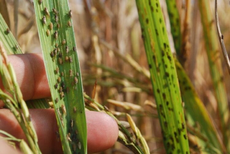 ilustrasi hama wereng. (net)