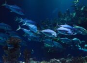 Hewan di Laut Bisakah Tenggelam? Ini Penjelasan Ahli