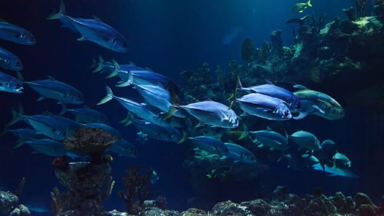 ilustrasi bawah laut