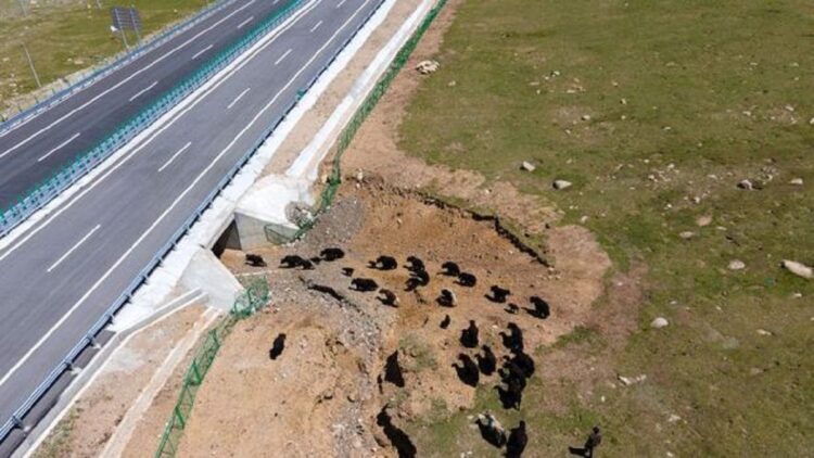 Jalan Tol Tertinggi di Dunia Foto: Dok. Xinhua
