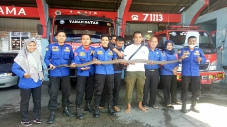 King kobra 3 meter lebih ditangkap Satpol PP Damkar Tanah Datar. (ist)
