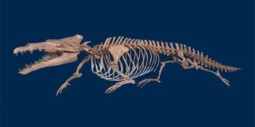 Kemungkinan Berasal dari Afrika, Arkeolog Temukan Fosil Paus Berkaki Empat di Mesir