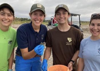 Mengejutkan, Tukik Penyu Berkepala Dua Ditemukan di Edisto Beach State Park