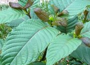 Miliki Nilai Jual Tinggi, Penjualan Kratom ‘Daun Narkotika’ Tembus Pasar Eropa
