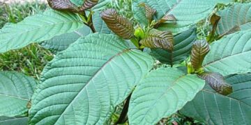 Miliki Nilai Jual Tinggi, Penjualan Kratom 'Daun Narkotika' Tembus Pasar Eropa 8 Miliki Nilai Jual Tinggi, Penjualan Kratom ‘Daun Narkotika’ Tembus Pasar Eropa