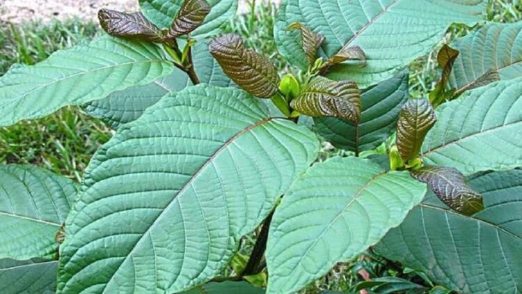 Ilustrasi kratom. (net)