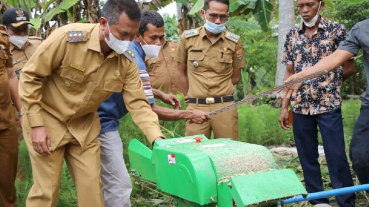 Wali Kota Pariaman, Genius Umar memasukkan pakan ternak ke dalam mesin pencacah. (ANTARA/HO-Diskominfo Pariaman)


Pemkot Pariaman bantu peternak dengan mesin pencacah pakan untuk tingkat produksi ternak

PARIAMAN, RADARSUMBAR.COM - Pariaman (ANTARA) - Pemerintah Kota (Pemkot) Pariaman, Sumatera Barat membantu peternak di daerah itu berupa mesin pencacah pakan guna mendukung peningkatan produksi ternak.

"Kami telah serahkan dua 'chopper' kepada kelompok tani (pada Selasa kemarin), melihat manfaat mesin itu pak wali kota menginstruksikan alat ini diproduksi 50 unit lagi," kata Kepala Dinas Pertanian Pangan dan Perikanan (DP3) Kota Pariaman Dasril di Pariaman, Rabu.

Mesin itu diinisiasi oleh dinas tersebut beserta sistem fermentasi pakan ternak karena Pemkot Pariaman ingin mempermudah peternak dalam memenuhi makanan ternaknya.

Hal tersebut karena selama ini peternak di daerah itu memenuhi pakan ternaknya dengan cara menyabit rumput yang tentu dipengaruhi oleh cuaca dan memberikan tanaman lainnya tanpa proses yang baik.

Selain itu pemerintah setempat juga berupaya mewujudkan pemberian pakan ternak berkualitas sehingga ternak memiliki fisik yang sehat serta populasinya meningkat.

Oleh karena itu, lanjutnya pihaknya merealisasikan fermentasi pakan ternak yang bahan-bahannya mudah didapatkan oleh peternak yaitu di antaranya jagung, sagu, batang pisang, batang padi yang ditambah dengan EM4 dan gula merah nira.

"Lalu difermentasi selama dua minggu, tahannya bisa sampai satu tahun," katanya.

Dasril mengatakan tahap awal pihaknya membuat dua mesin pencacah yang dikelola oleh kelompok tani yang operatornya telah dilatih oleh DP3 Kota Pariaman.

Nanti, lanjutnya kelompok petani dapat menyepakati sistem pengelolaan dan biaya yang harus dikeluarkan untuk mengoperasikan mesin tersebut.

Ia menyebutkan di Kota Pariaman saat jumlah populasi ternak sapi, kerbau, dan kambing sekitar 7.500 ekor yang diharapkan angka tersebut dapat meningkat setelah adanya alat tersebut.

"Kami berharap mesin ini dimanfaatkan dengan baik. Kalau betul-betul dimanfaatkan maka tahun depan akan diadakan 50 unit lagi," ujar dia.

Pihaknya akan terus berupaya agar para petani dan peternak di Kota Pariaman dapat terbantu dan sejahtera guna menciptakan ketahanan pangan di daerah itu. (ant)