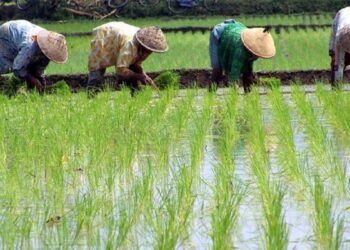 Bangun Pertanian di Daerah, Kementan akan Gelontorkan Rp2,2 Triliun