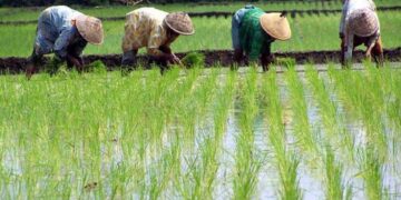 Sepanjang Tahun 2021, Agam Surplus Beras hingga 163.889 Ton 8 Bangun Pertanian di Daerah, Kementan akan Gelontorkan Rp2,2 Triliun