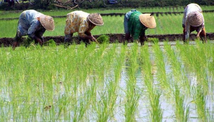 Pemkab Solok Salurkan Bantuan Irigasi untuk 102 Kelompok Tani, Dorong Swasembada Pangan