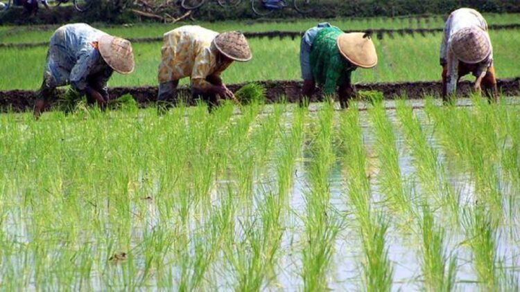 Ilustrasi sektor pertanian. (net)