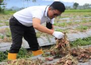 Wawako: Hasil Panen Memuaskan, Bawang Merah Cocok Dikembangkan di Payakumbuh