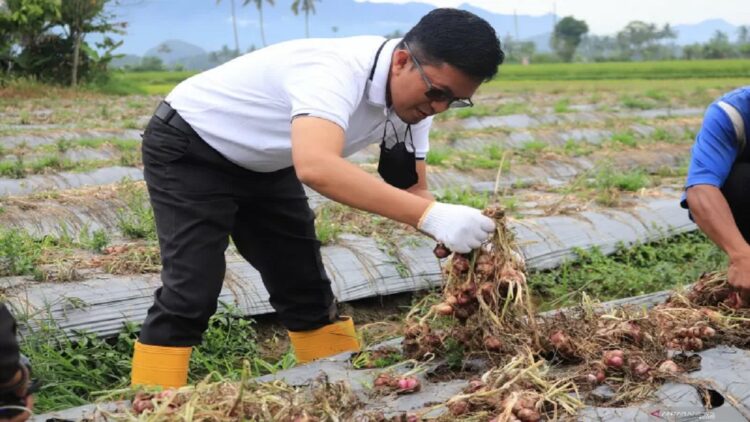 Wakil Wali Kota Payakumbuh Erwin Yunaz saat memanen hasil tanaman bawang merah dari Kelompok Tani Kosiak Sub Holtikultura SL Cabai dan Bawang Mandiri, Kelurahan Payolinyam. (Antara/Akmal Saputra)