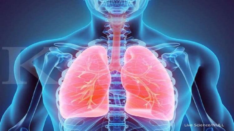 Alat Pernapasan Perlu Dipelihara dengan Baik, Begini Caranya! 1 Ilustrasi organ pernapasan manusia. (net)