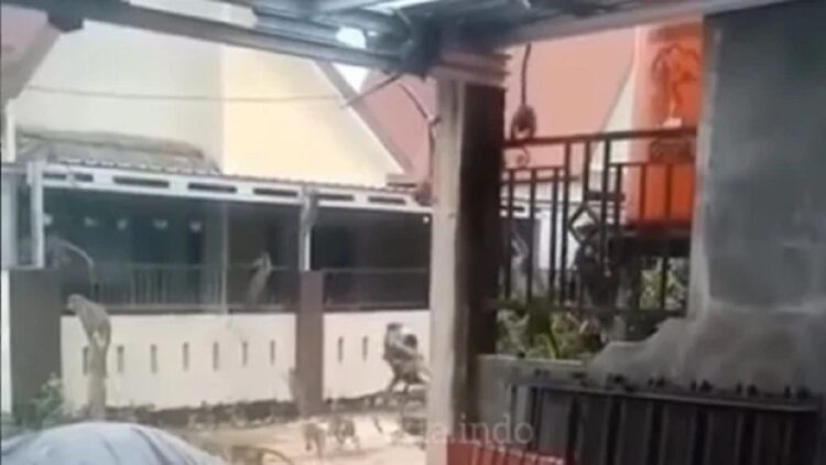 Waduh! Gerombolan Monyet Serang Pemukiman, Warga Ketakutan 1 Gerombolan monyet serang pemukiman warga viral. (Instagram/fakta.indo)