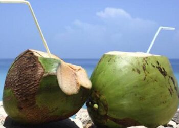 Ilustrasi kelapa muda. (net)