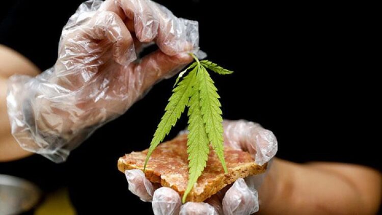 Ilustrasi daun ganja. (net)