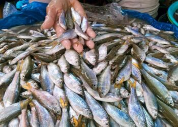 Tangkapan Nelayan Danau Singkarak mulai Banyak, Harga Ikan Bilih di Pasar Raya Solok Turun