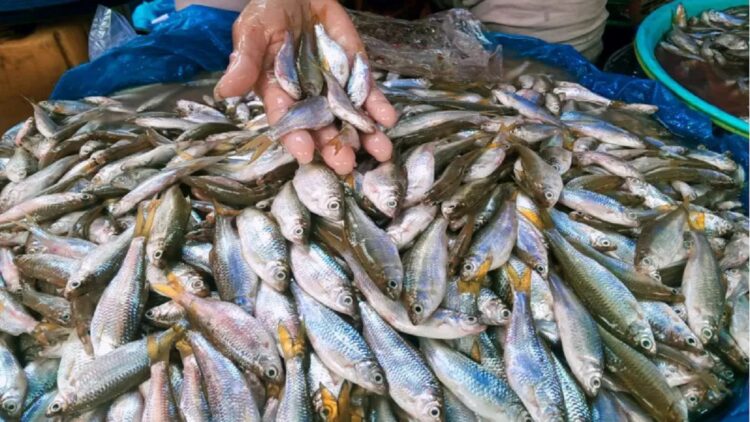 Tangkapan Nelayan Danau Singkarak mulai Banyak, Harga Ikan Bilih di Pasar Raya Solok Turun 1 Salah seorang pedagang memperlihatkan ikan bilih dagangannya yang masih segar (Antara/Laila Syafarud)