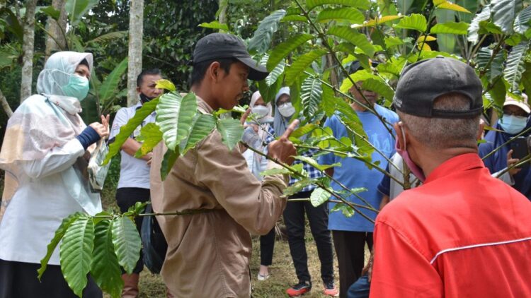Meraih Berkah dari Potensi Kopi Bancah 1 Komunitas Kopi Solok Rajo yang difasilitasi CSR PT Semen Padang ketika meninjau kebun kopi Bancah Sikayan Balumuik baru-baru ini.