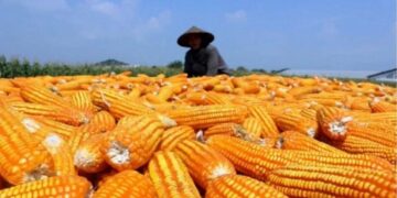 Stok Jagung 2,3 Juta Ton, Presiden Minta Sediakan 30 Ribu Ton Pakan Bantu Peternak