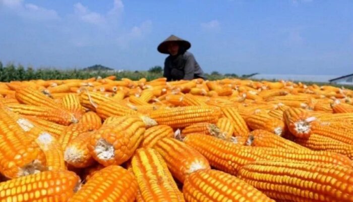 Pemerintah Salurkan 52.400 Ton Jagung Murah untuk Peternak Ayam Petelur