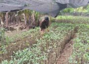 Inspiratif! Aksi Pemuda di Padang Kembalikan Hutan Bakau dari Penambang Pasir