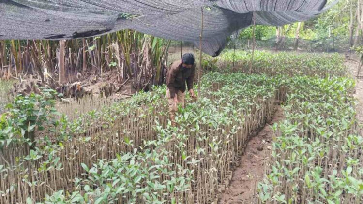 Inspiratif! Aksi Pemuda di Padang Kembalikan Hutan Bakau dari Penambang Pasir 1 Pati Hariyose saat meninjau lokasi pembibitan mangrove di kaqasan Pasir Jambak, Kelurahan Pasia Nan Tigo, Kecamatan Koto Tangah, Kota Padang, Sumatera Barat, Rabu (8/9/2021) lalu.