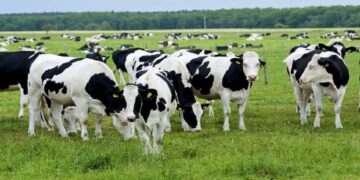 Begini Peneliti di Jerman Ajarkan Sapi BAB di Toilet, Ada Hadiah dan Hukuman!