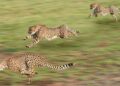 Pecahkan Rekor Cheetah, Ini Deretan Hewan Tercepat di Dunia