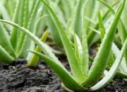 Tak Hanya Berkhasiat untuk Kecantikan, Ternyata Lidah Buaya juga Punya Manfaat Ini!