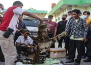 IRT Asal Sumbar Jadi Otak Penjualan Kulit Harimau di Riau
