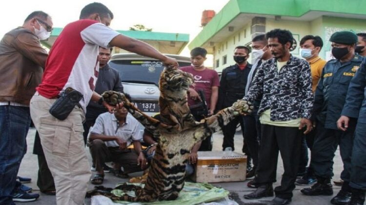 Pelaku penjualan kulit harimau ditangkap oleh Polda Riau.