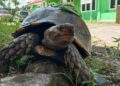 Sempat Jadi Mainan Warga, Kura-kura Kaki Gajah Langka Akhirnya Dilepas ke Cagar Alam Maninjau