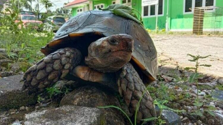 Kura-kura kaki gajah.