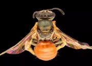 Manjakan Mata Kamu, Ini Lebah yang Punya Tubuh Warna-warni