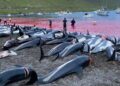 Tradisi Grindadrap di Kepulauan Faroe Denmark, 1.400 Lumba-lumba Dibantai