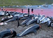 Tradisi Grindadrap di Kepulauan Faroe Denmark, 1.400 Lumba-lumba Dibantai